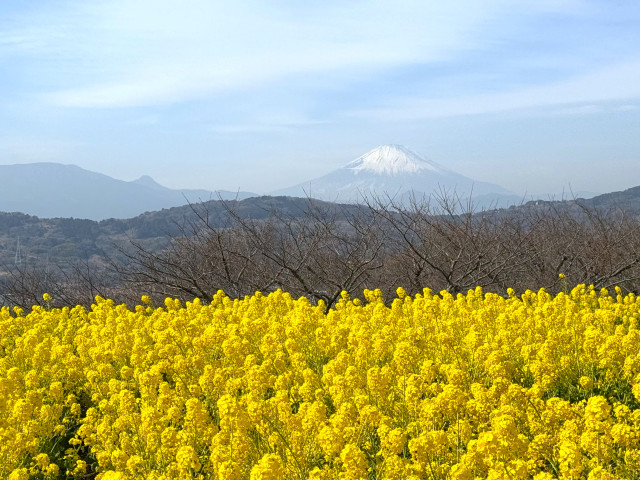 【二宮町 - 吾妻山公園レポート】春の訪れを感じるハイキング！鮮やかな早咲きの菜の花